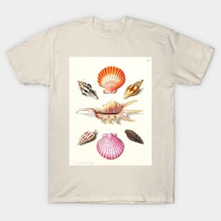 Scientific illustration of seashells T-Shirt